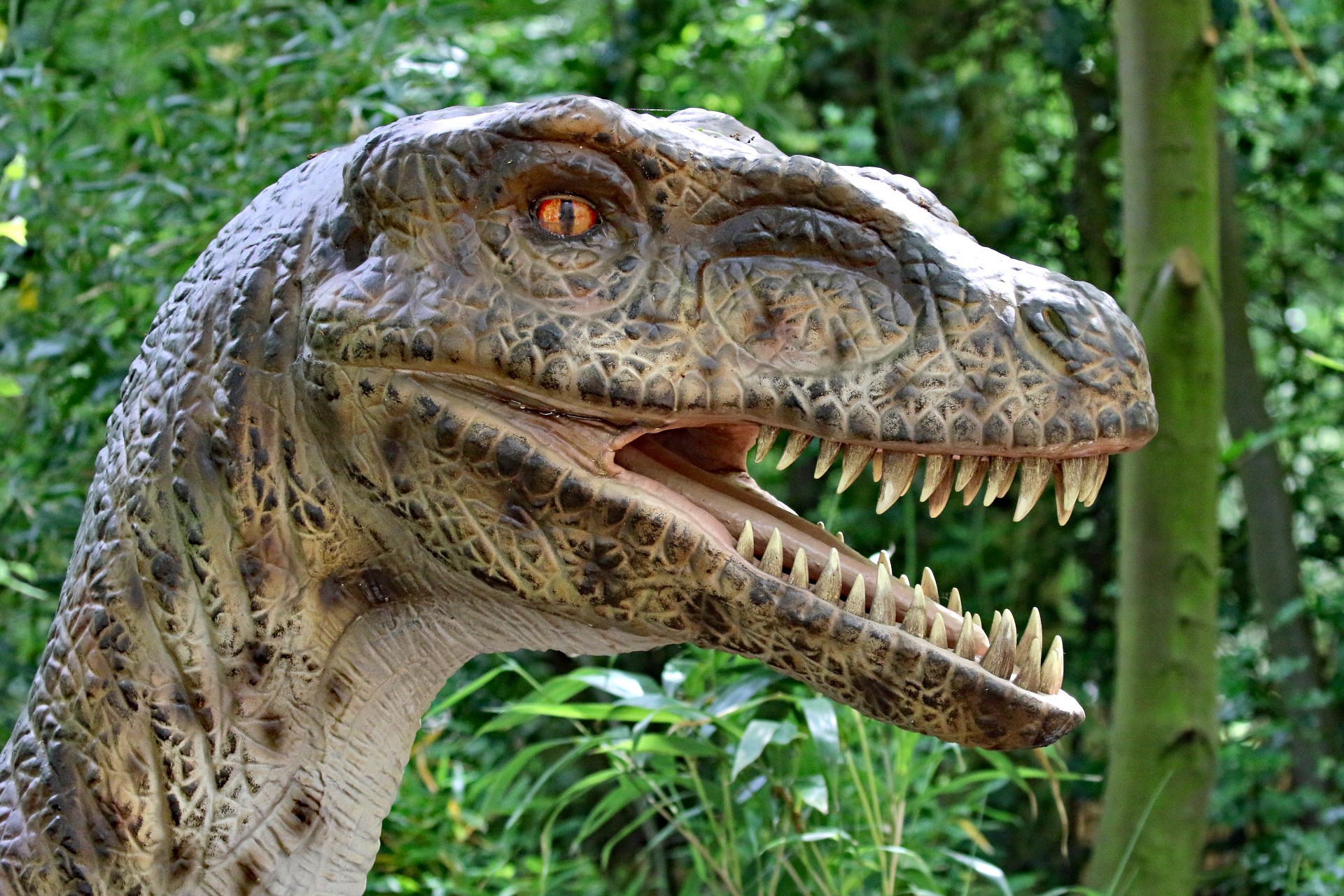 Velociraptor | Hertfordshire Zoo