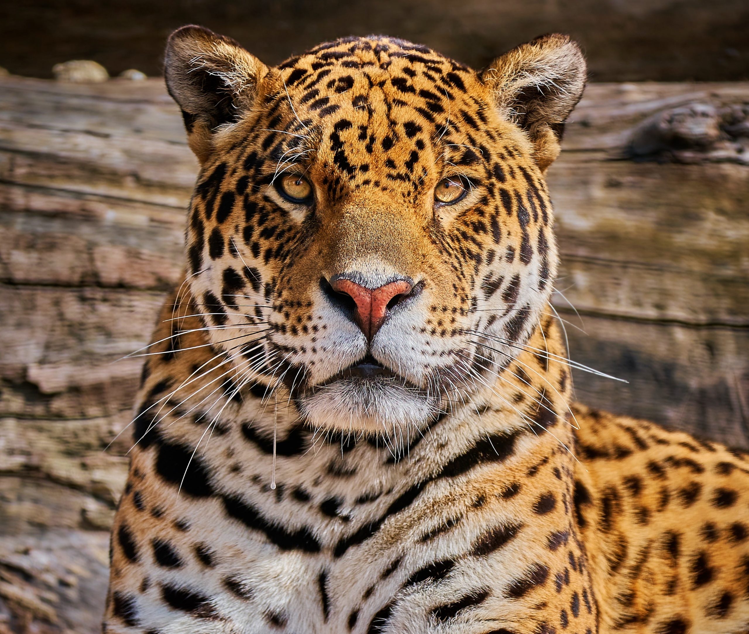 Jaguars at Hertfordshire Zoo
