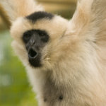 Adopt a Gibbon