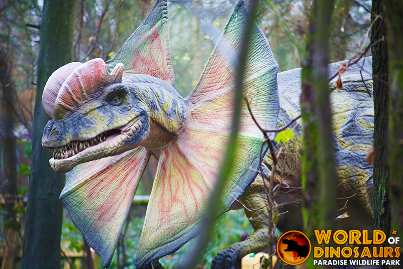 Dilophosaurus | Hertfordshire Zoo