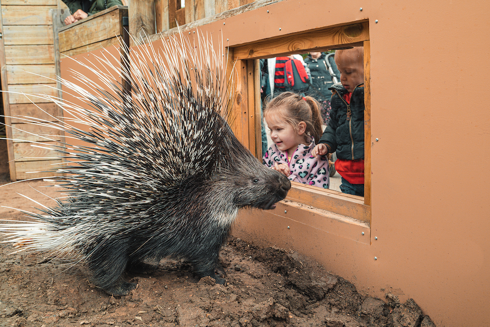 Reasons why you should love porcupines Hertfordshire Zoo