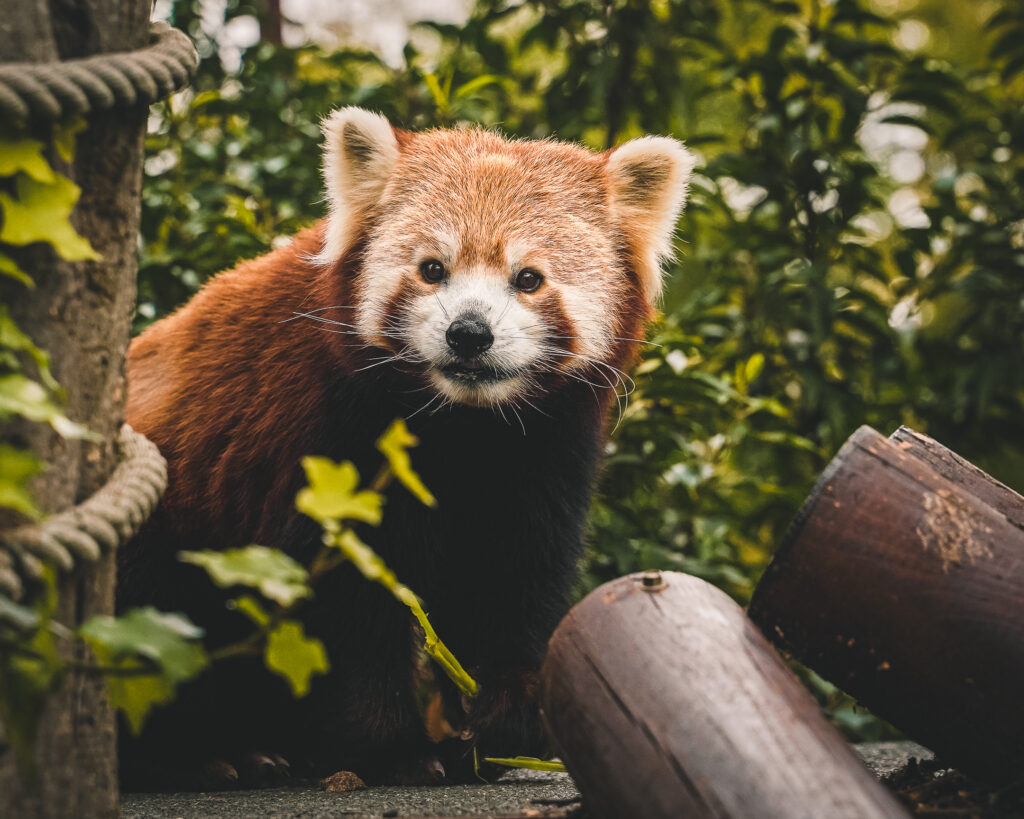 Red Panda | Hertfordshire Zoo