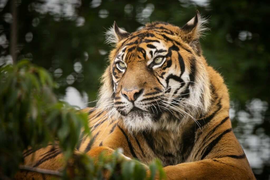 Top 10 Must See Moments from One Zoo Three! Hertfordshire Zoo