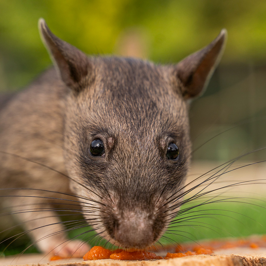 Gambian pouched rat Hertfordshire Zoo